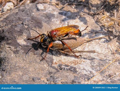  Sphex! Ontdek de fascinerende wereld van deze solitair levende wesp die zijn prooi verlamd voor zijn nakomelingen