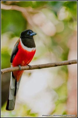  Trogon! Een Vogel met een Kleurrijk Gevacht en een Mysterieuze Levenscyclus