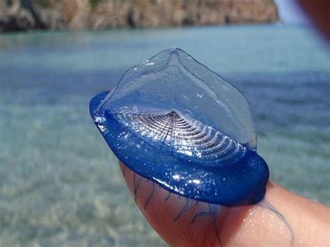  Velella: Een enigmatische zeilende hydrozoä met een verrassend complex sociaal leven!