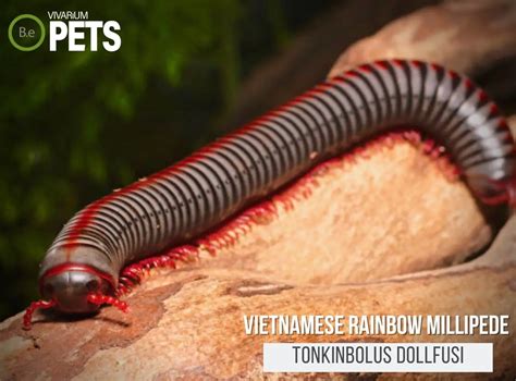  Vietnamese Millipede: Een Glansrijke Schepper van Bodemkwaliteit en een Meester in Vermomming!