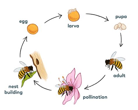  Vijgenwespen! De ongebruikelijke manier waarop deze insecten hun voortplanting voltooien