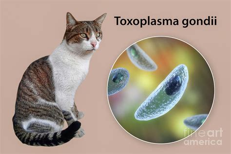  Vitale toxoplasmose! De parasiet die katten beheerst en mensen kan beïnvloeden