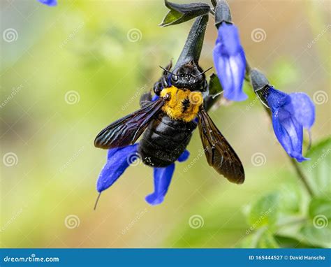  Xylocopa! Een Houtbij die Zich Verrukt in Bloemen en Bouwwerken