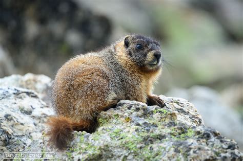  Yellow-Bellied Marmot: Een Soort Die een Perfect Gemaakte Weerstand Belichaamt Tegen de Onvoorspelbare Koudte van Hoge Bergketens!