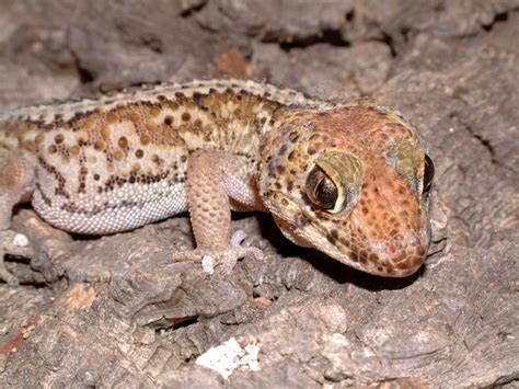  Yellow-Eyed Gecko: Een reptiel met de blik van een oude wijsgeer, maar een voorkeur voor insecten!