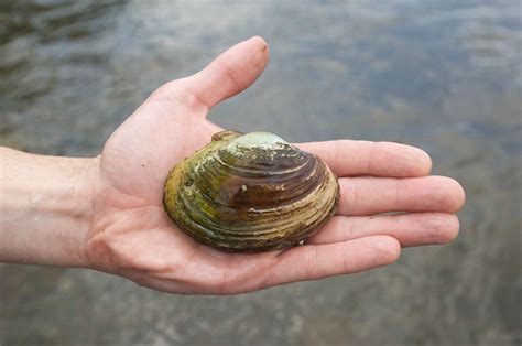  Yellow Mussel: Een Onverwachte Held Met een Geheime Woning en Een Liefde Voor Stromend Water!