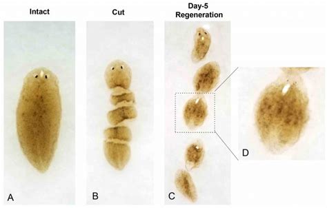   Yellow-Spotted Planarian: A Tiny Master of Regeneration and Nocturnal Feasting!