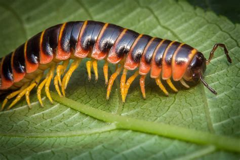  Zebra-Millipede! Can This Striped Crawly Conquer Your Curiosity? 