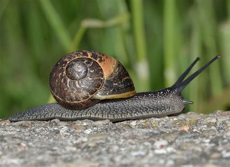  Zenophiodon! De Mythische Slak Met Een Gevoel Voor Architectuur